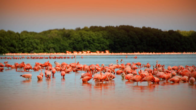 playas de mexico